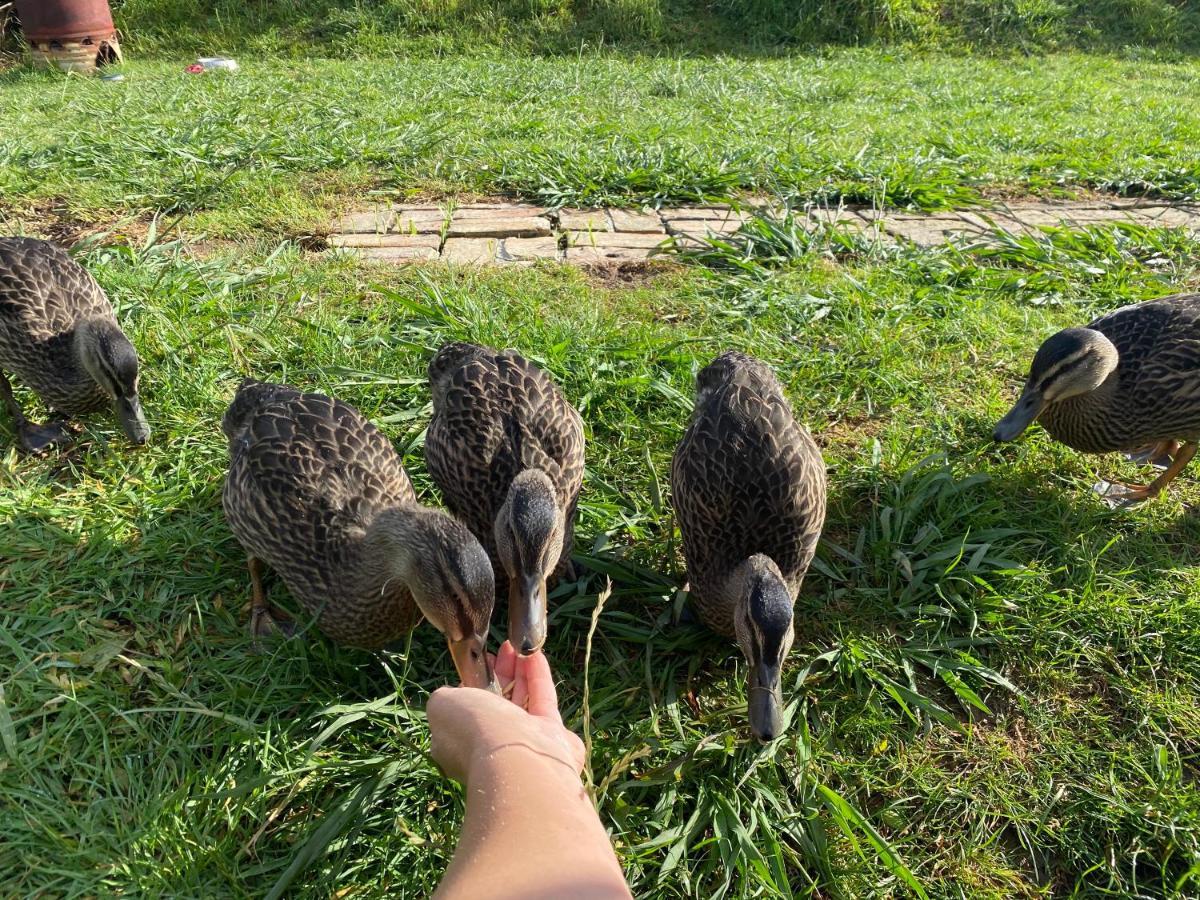 Pukeatua Farmstay Waimauku エクステリア 写真