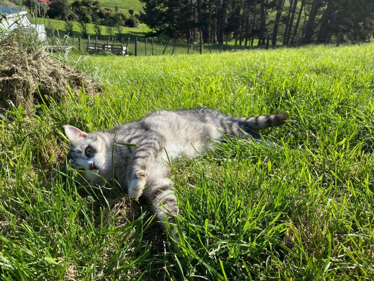 Pukeatua Farmstay Waimauku エクステリア 写真