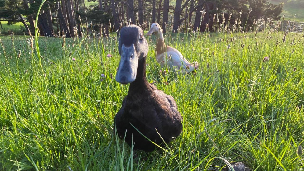 Pukeatua Farmstay Waimauku エクステリア 写真