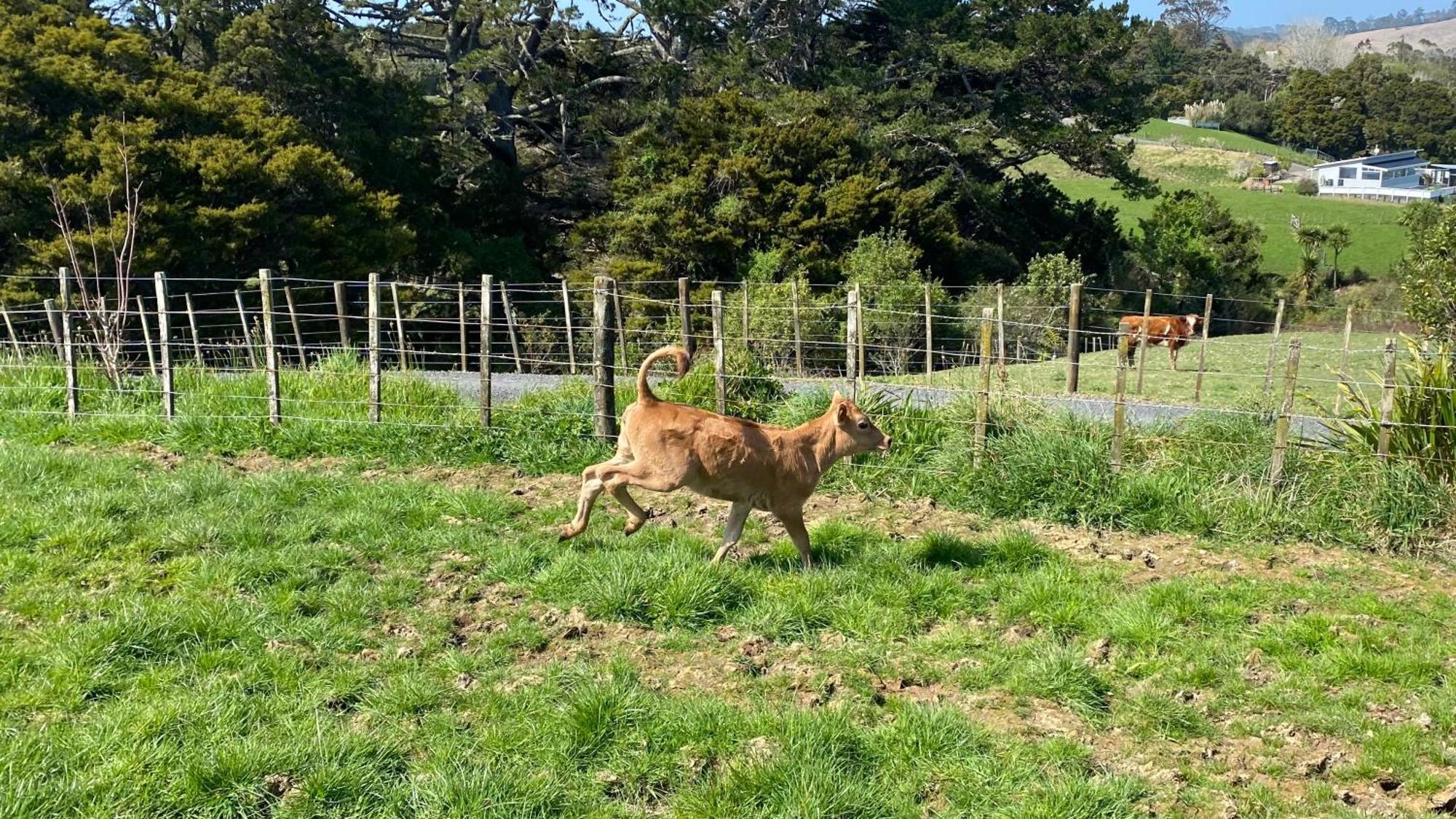 Pukeatua Farmstay Waimauku エクステリア 写真