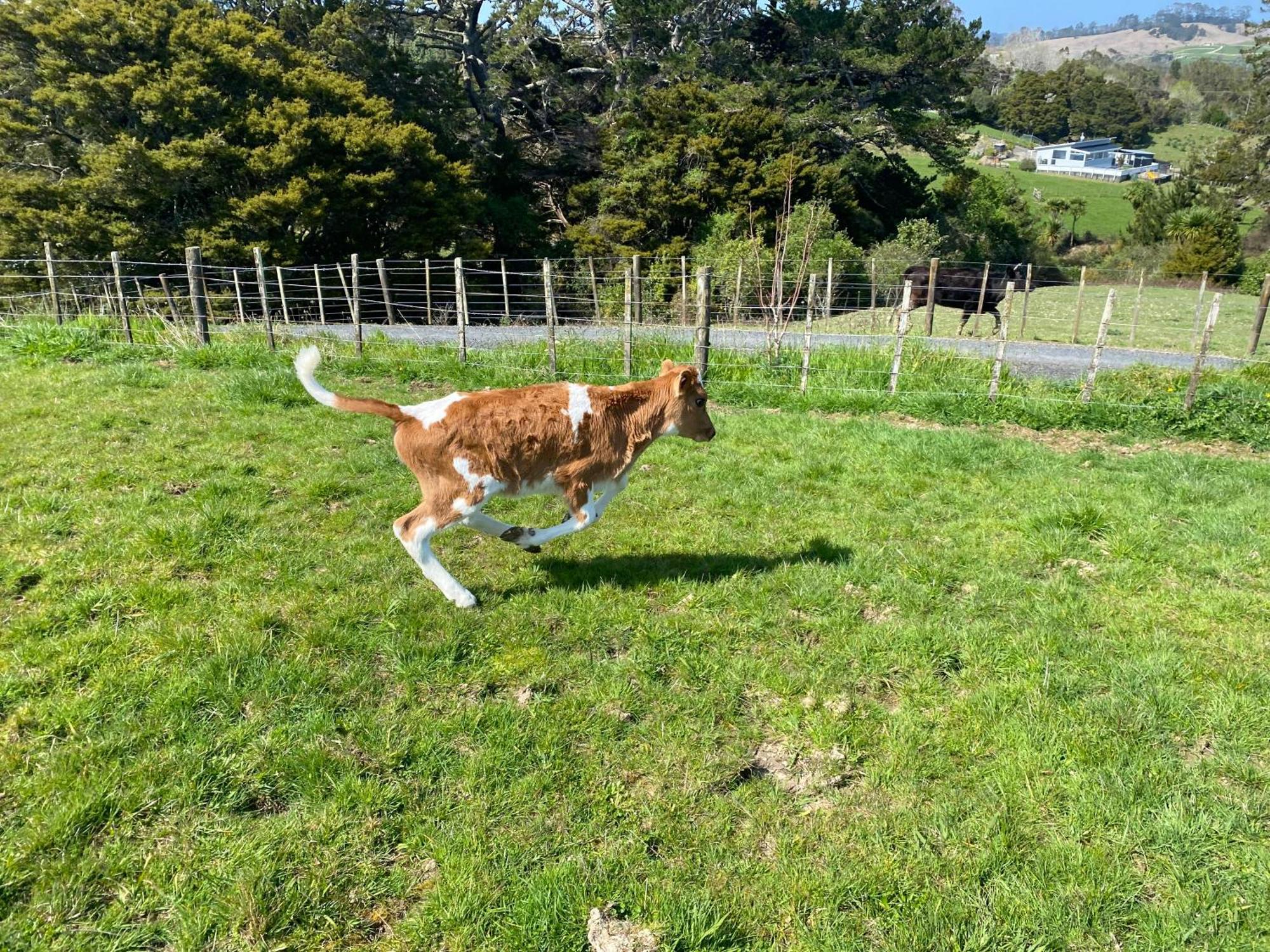 Pukeatua Farmstay Waimauku エクステリア 写真