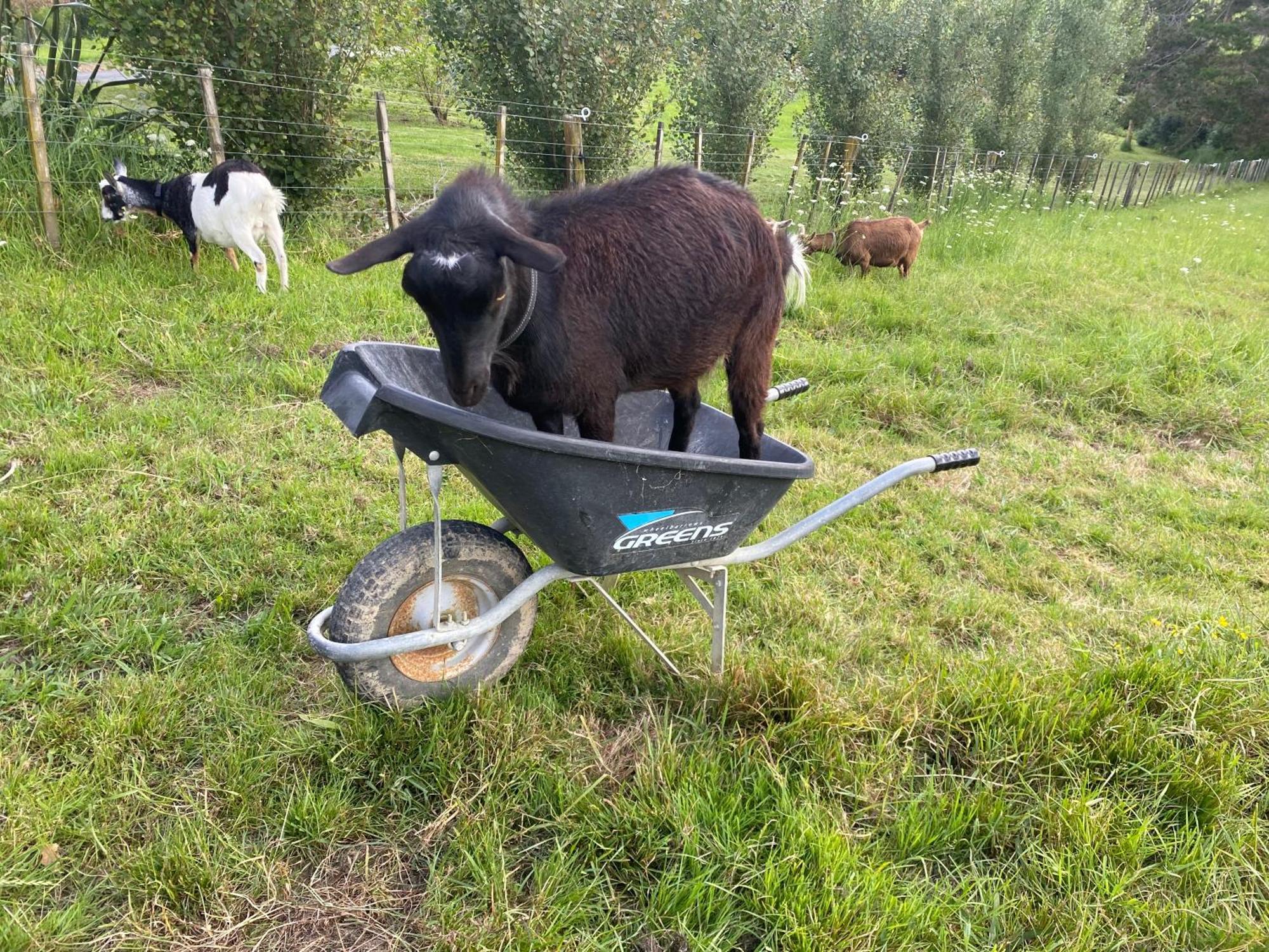 Pukeatua Farmstay Waimauku エクステリア 写真