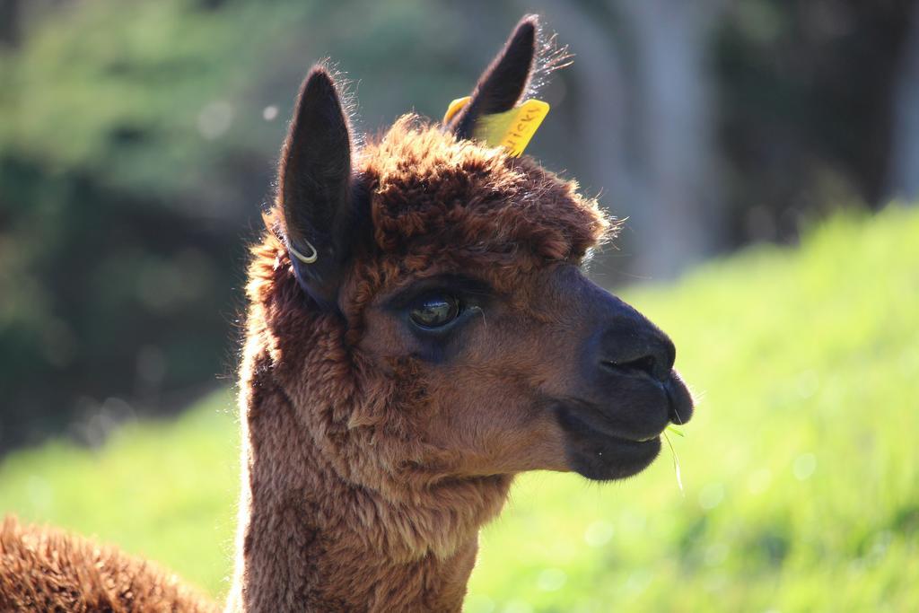 Pukeatua Farmstay Waimauku エクステリア 写真